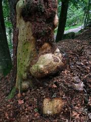 Smrk ztepilý (Picea abies (L.) Karsten) (25a) s nádorem na kmeni