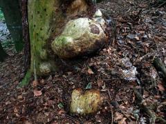 Smrk ztepilý (Picea abies (L.) Karsten) (25b) s nádorem na kmeni