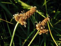 Jitrocel kopinatý (Plantago lanceolata L.) - větvené květenství (15)