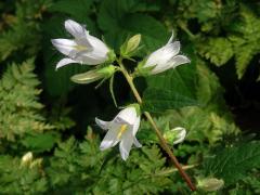 Zvonek kopřivolistý (Campanula trachelium L.) s bílými květy (2b)