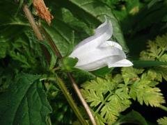 Zvonek kopřivolistý (Campanula trachelium L.) s bílými květy (4)
