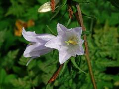 Zvonek kopřivolistý (Campanula trachelium L.) se světlými květy (3c)