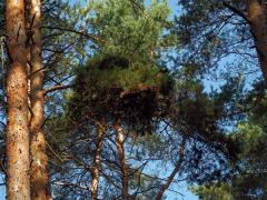 Čarověník na borovici lesní (Pinus sylvestris L.) (20)