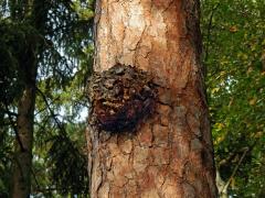 Tumor na borovici lesní (Pinus sylvestris L.) (36)