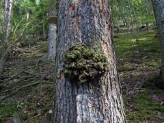 Smrk ztepilý (Picea abies (L.) Karsten) (26) s nádorem na kmeni