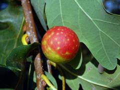 Hálka žlabatky dubové (Cynips quercusfolii)