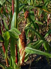 Kukuřice setá (Zea mays L.), oboupohlavný květ (10)