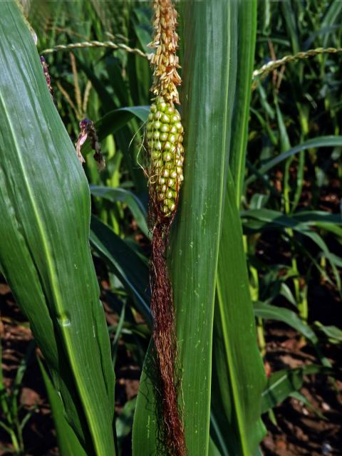 Kukuřice setá (Zea mays L.), oboupohlavný květ (3b)