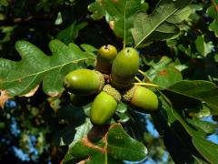 Dub mnohoplodý (Quercus polycarpa Schur)   