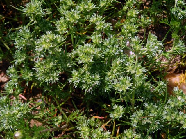 Chmerek roční (Scleranthus annuus L.)