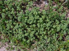 Chmerek roční (Scleranthus annuus L.)