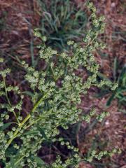 Merlík bílý stopečkatý (Chenopodium album subsp. pedunculare (Bertol.) Arcang    
