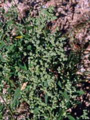 Merlík bílý stopečkatý (Chenopodium album subsp. pedunculare (Bertol.) Arcang