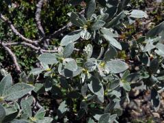 Vrba (Salix glauca L.)