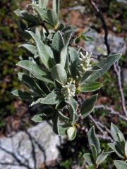 Vrba (Salix glauca L.)