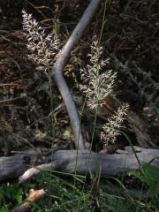 Třtina pestrá (Calamagrostis varia (Schrad.) Host)