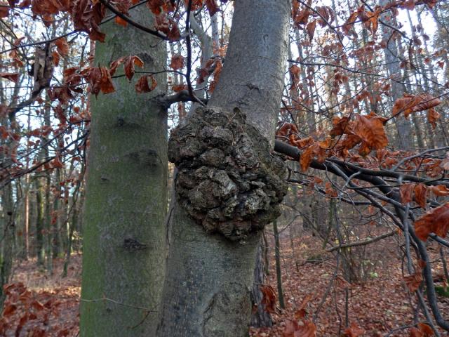 Nádor na buku lesním (Fagus sylvatica L.) (37)