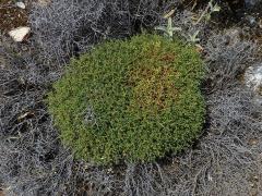Pryšec trnitý (Euphorbia acanthothamnos Heldr. & Sart. ex Boiss.)