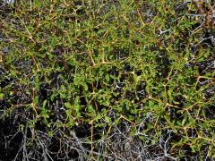 Pryšec trnitý (Euphorbia acanthothamnos Heldr. & Sart. ex Boiss.)