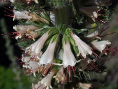 Hadinec (Echium asperrimum Lam.)