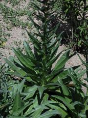 Hadinec (Echium asperrimum Lam.)