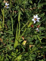 Badil (Sisyrinchium micranthum Cav.)