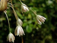 Česnek planý (Allium oleraceum L.)