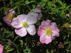 Růže galská (Rosa gallica L.)   