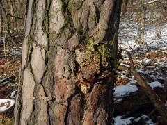Tumor na borovici lesní (Pinus sylvestris L.) (37)