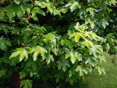 Javor babyka (Acer campestre L.)