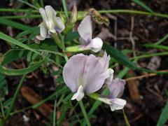 Vikev velkokvětá (Vicia grandiflora Scop.)