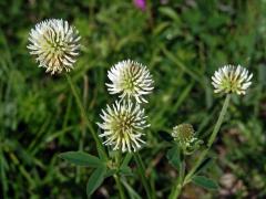 Jetel horský (Trifolium montanum L.)