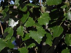 Topol hrubozubý (Populus grandidentata Michx.)