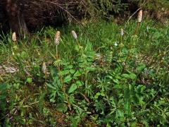 Přeslička lesní (Equisetum sylvaticum L.)