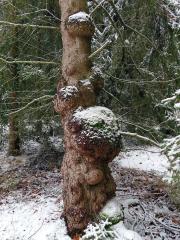 Smrk ztepilý (Picea abies (L.) Karsten) (28a) s nádory na kmeni