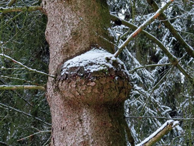 Smrk ztepilý (Picea abies (L.) Karsten) (28e) s nádory na kmeni