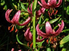 Lilie zlatohlavá (Lilium martagon L.)