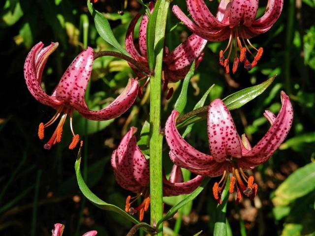 Lilie zlatohlavá (Lilium martagon L.)
