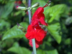 Šalvěj šarlatová (Salvia coccinea Buc’hoz ex Etl.)