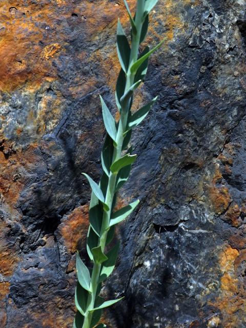 Lnice kručinkolistá (Linaria genistifolia (L.) Mill.)