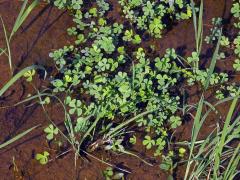 Marsilka čtyřlistá (Marsilea quadrifolia L.)