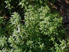 Merlík trpasličí (Chenopodium pumilio R. Br.)