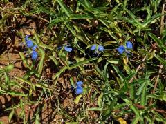 Křížatka (Commelina erecta L.)