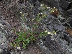 Mochna skalní (Potentilla rupestris L.)