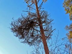 Čarověník na borovici lesní (Pinus sylvestris L.) (21)