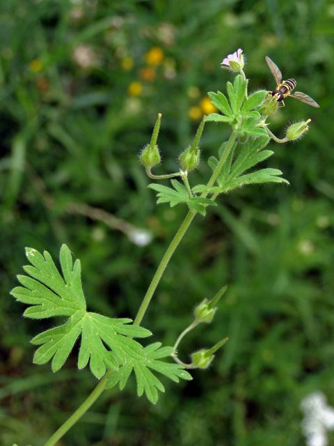 Kakost maličký (Geranium pusillum Burm. fil.)