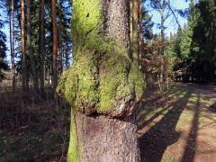 Smrk ztepilý (Picea abies (L.) Karsten) (2b) s nádorem na kmeni