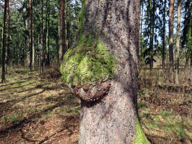 Smrk ztepilý (Picea abies (L.) Karsten) (2c) s nádorem na kmeni