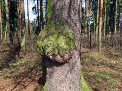 Smrk ztepilý (Picea abies (L.) Karsten) (2d) s nádorem na kmeni