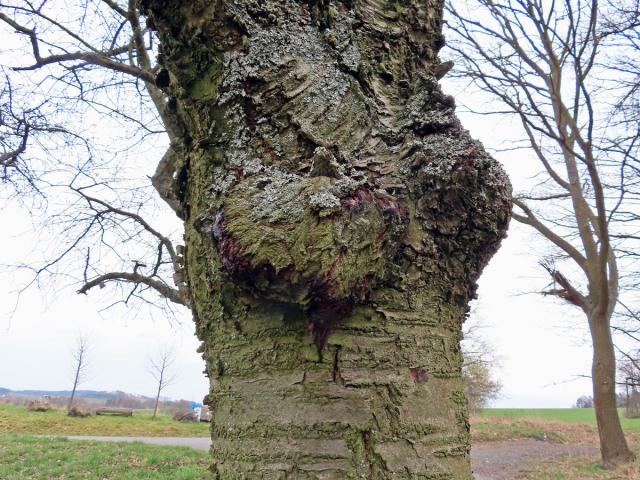 Třešeň ptačí (Prunus avium (L.) L.) (46) s nádorem na kmeni